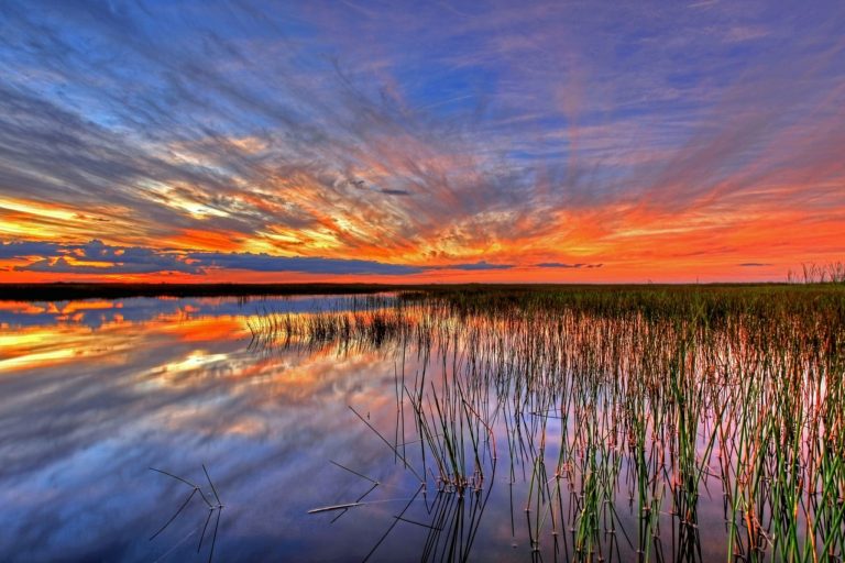 Is Florida moving too slow to save the Everglades?