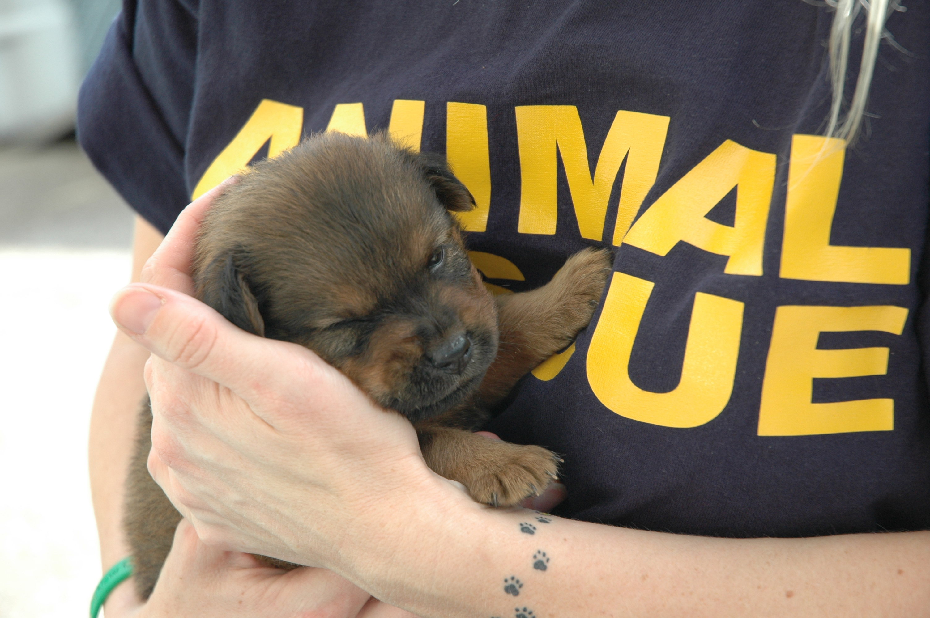 Animal Rescue Konsortium of Deland, FL Trains Emotional