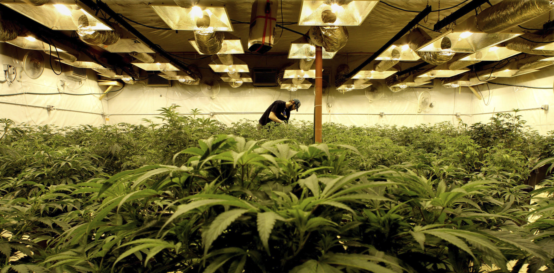 New Jersey Appeals Court Clears Path for Hoboken Marijuana Dispensary New Jersey Appeals Court Clears Path for Hoboken Marijuana Dispensary