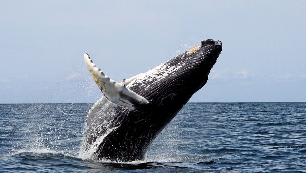 Humpback Whale--California faces lawsuit over whale entanglements