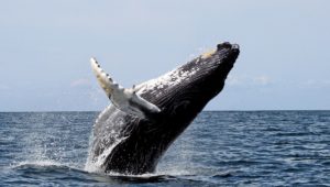 Humpback Whale--California faces lawsuit over whale entanglements