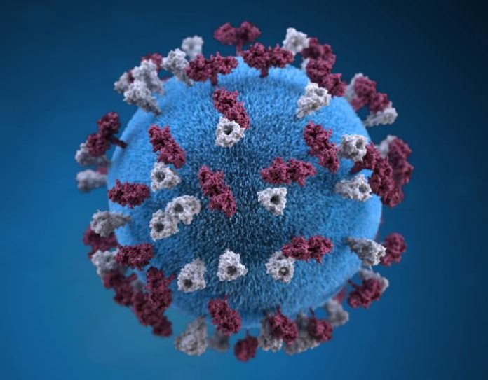 Measles virus under microscope