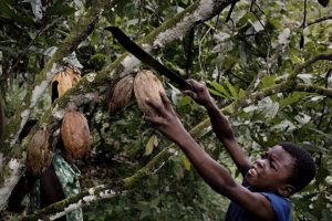 child labor/chocolate industry