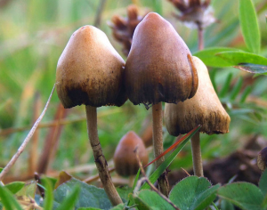 Psilocybin or magic mushrooms