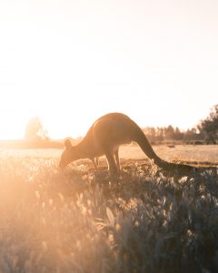 Christpoher Burns via Unsplash - Australia