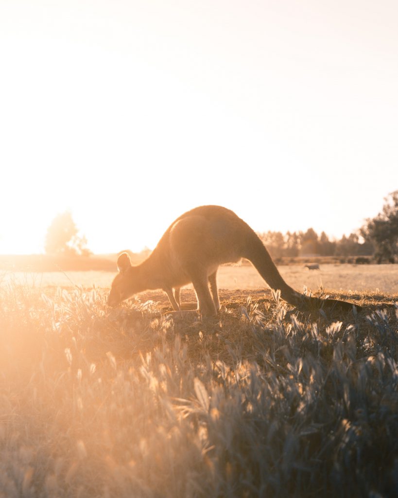 Christpoher Burns via Unsplash - Australia