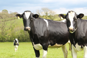 Easterday Ranches phantom cattle fraud scheme