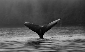 Whale Via Unsplash by Thomas Lipke