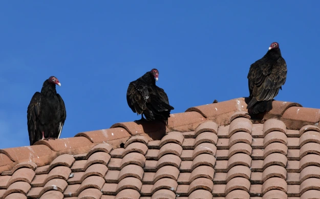 Insurer Argues Turkey Vulture Infestation Excludes Coverage for Roof Damage  in Maryland Strip Mall Dispute - USA Herald