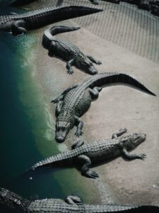 Alligators via Unsplash by Amber Kipp