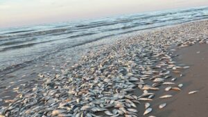 Unprecedented Mass Fish Die-Off
