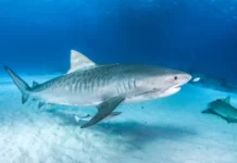 shark attack