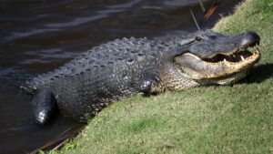 Hilton Head Alligator Attack