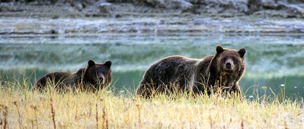 Yellowstone Bear