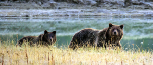 Yellowstone Bear