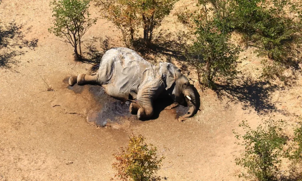 Elephants Drop Dead in Botswana