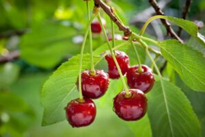 Cherry-Picking Charges