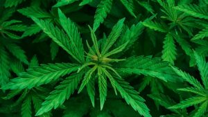 Cannabis Stock Fraud