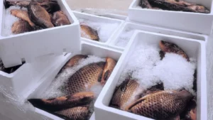 Seafood Co Wants $500K In Fees