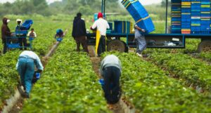 Farmworkers Union Takes Stand Against Bid To Halt NY Agricultural Law