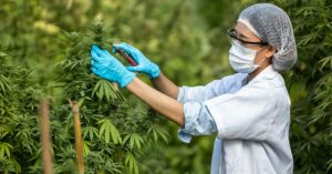 Washington Business Pot License Evoke