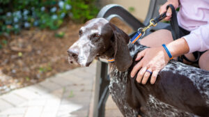 Bomb Dog Cancer Suit