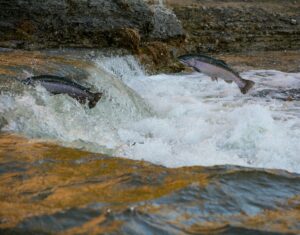 Salmon Farmers £382M Class Action