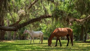 Georgia National Park Horses Lawsuit