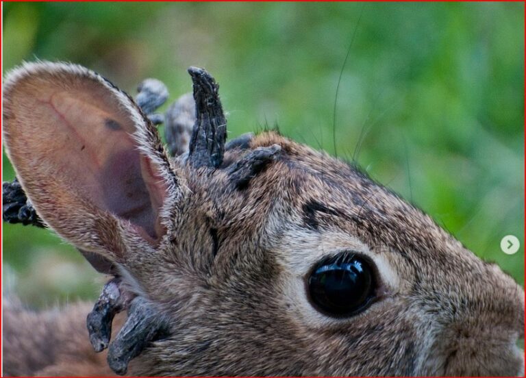 Frankenstein Bunnies Spotted in Colorado, Scientists Blame Common Virus