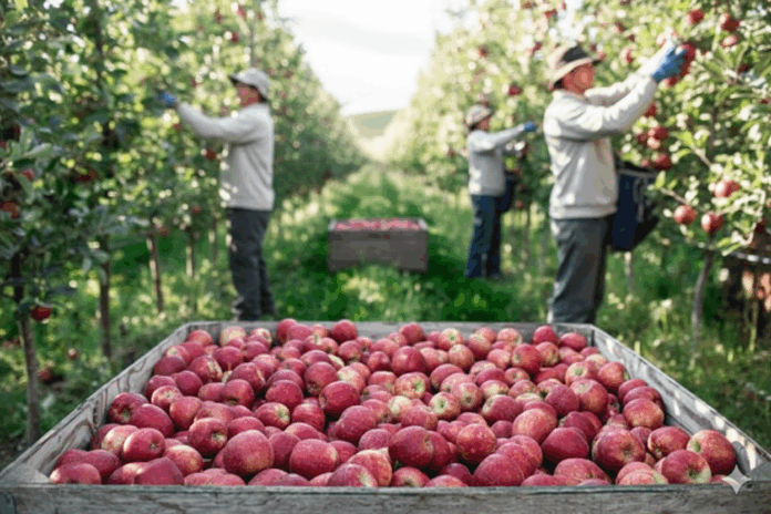 Washington Apple Producer to Pay $1M to Settle Farmworker Discrimination Claims
