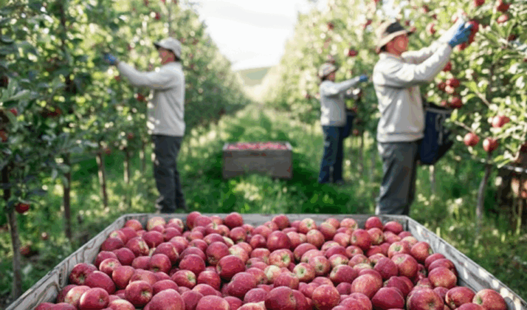 Washington Apple Producer to Pay $1M to Settle Farmworker Discrimination Claims