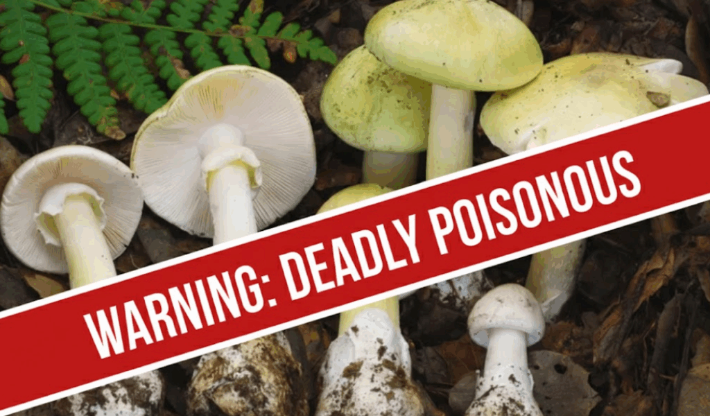 Deadly “Death Cap” Mushrooms in California Cause Multiple Deaths and Liver Transplants Amid Rare Super Bloom