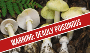 Deadly “Death Cap” Mushrooms in California Cause Multiple Deaths and Liver Transplants Amid Rare Super Bloom