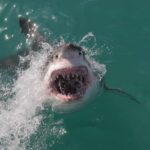 Sharks in the Chicago River