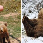 Rescue Bear Once Confined to a Tiny Cage Now Thriving and Hibernating in Sanctuary