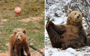 Rescue Bear Once Confined to a Tiny Cage Now Thriving and Hibernating in Sanctuary