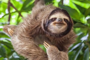 31 sloth deaths at Sloth World orlando