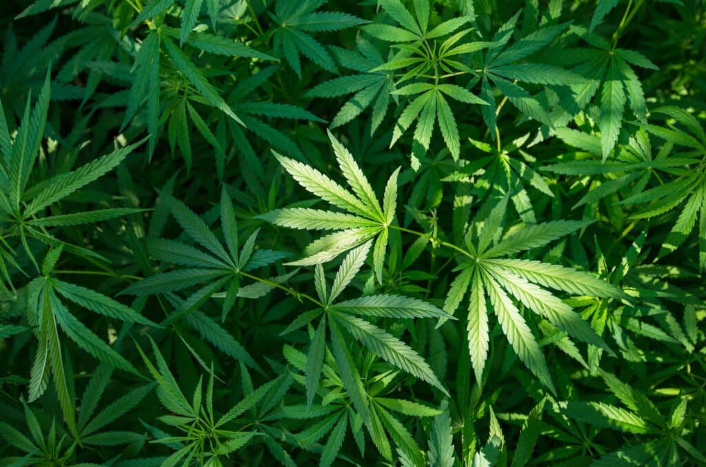 Marijuana_share