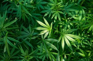 Marijuana_share