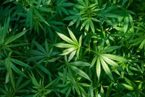 Marijuana_share