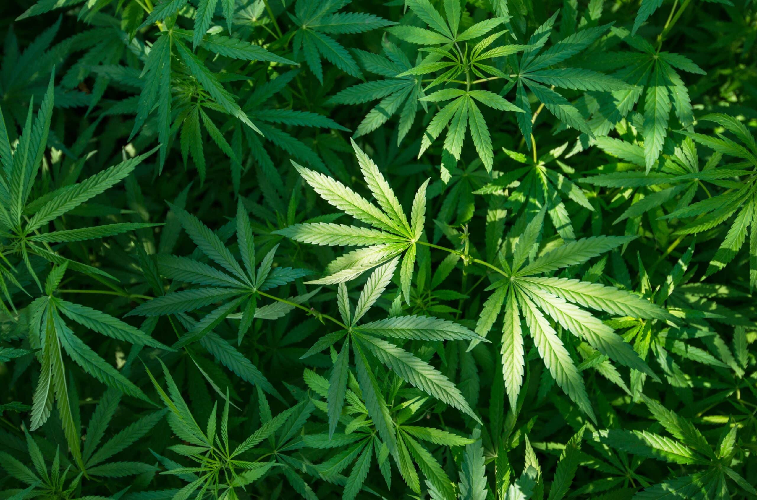 Marijuana_share