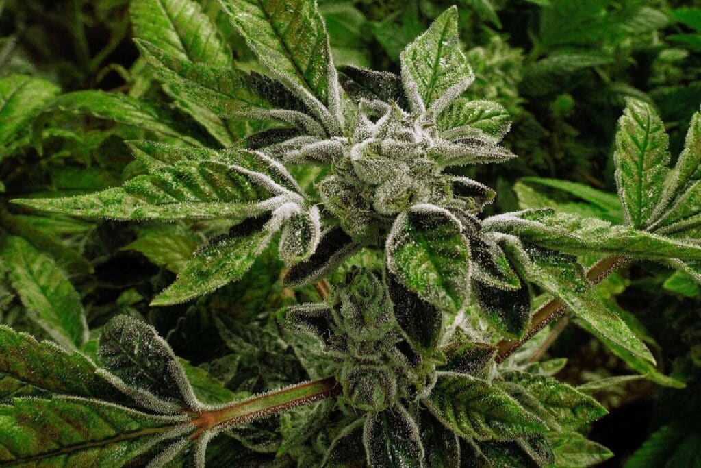 Trump's cannabis reclassification
