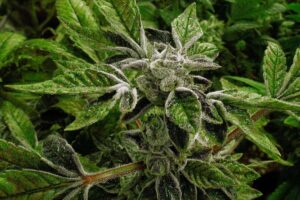 Trump's cannabis reclassification