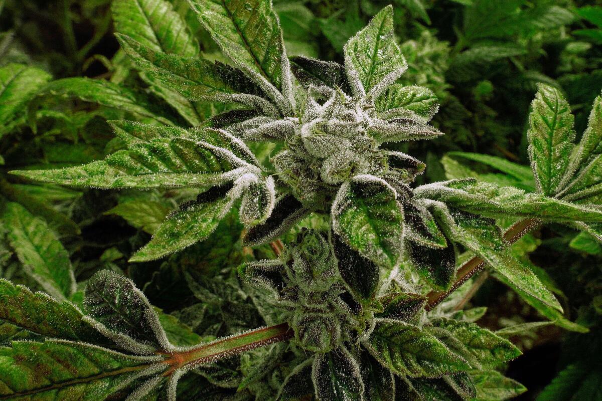 Trump's cannabis reclassification