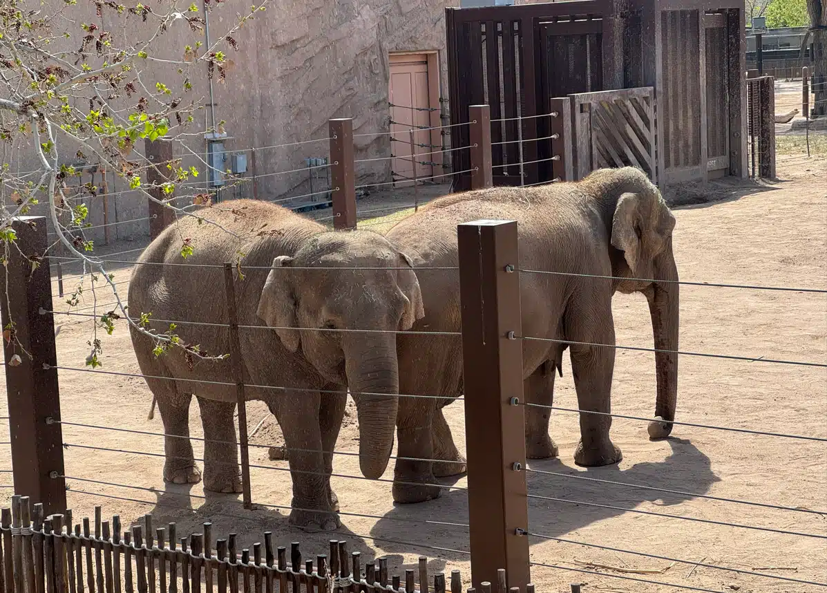 alice-the-elephant-