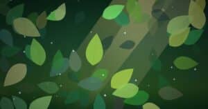 Lush forest canopy with golden sunlight streaming through leaves