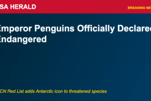 penguin-endangered-featured
