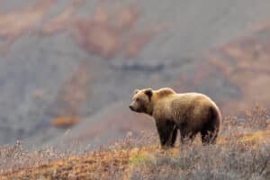 Glacier National park bear attack