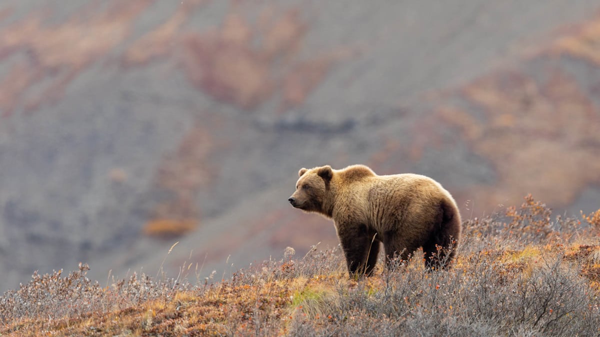 Glacier National park bear attack