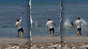 monk-seal-split
